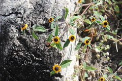 Sanvitalia fruticosa