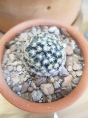 Mammillaria schiedeana
