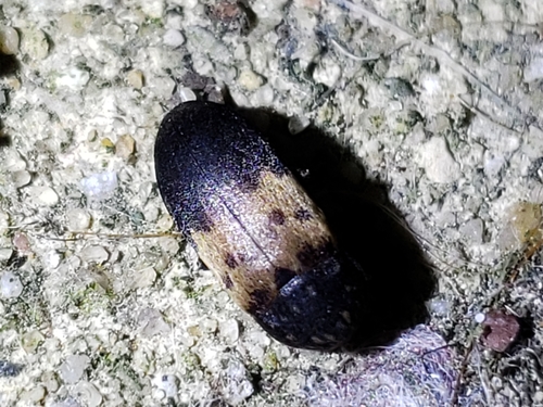 Larder Beetle photo 6