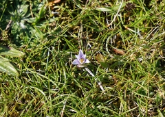 Romulea columnae