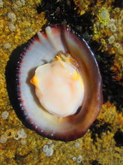 Concholepas concholepas