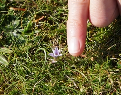 Romulea columnae