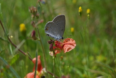 Cupido comyntas texana