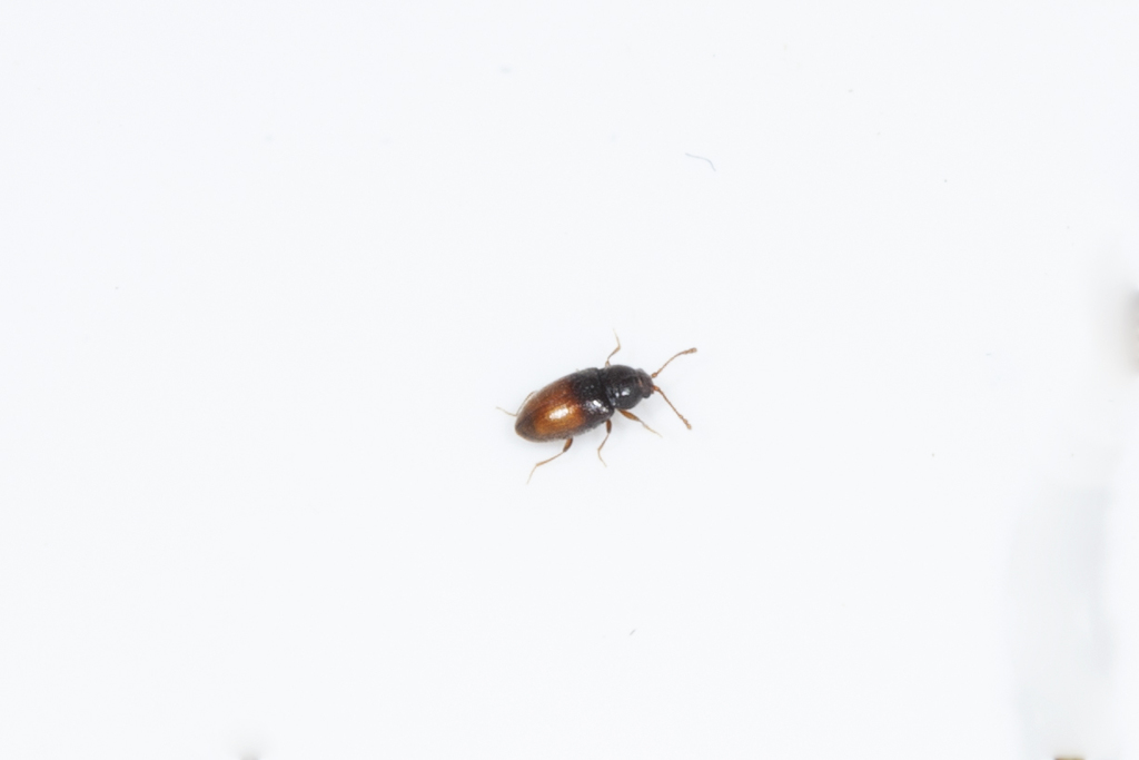 Atomaria basalis
