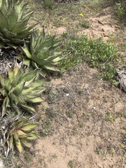 Aspidoscelis labialis