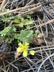 Potentilla subviscosa