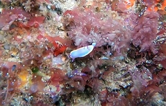 Felimida purpurea