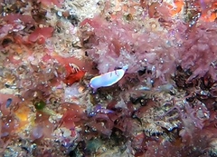 Felimida purpurea