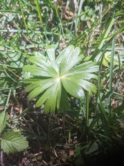 Eranthis