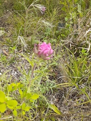 Castilleja purpurea