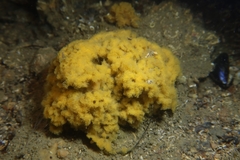 Celtodoryx ciocalyptoides