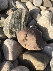Sceloporus occidentalis