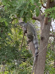 Iguana iguana