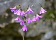 Primula matthioli brotheri
