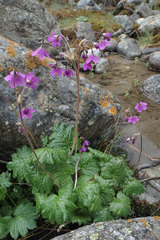Primula matthioli brotheri
