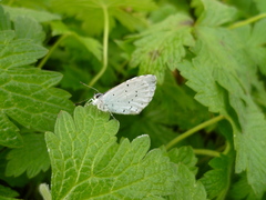 Celastrina argiolus
