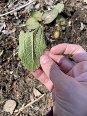 Rumex obtusifolius obtusifolius