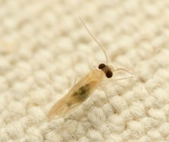 Valenzuela indicator