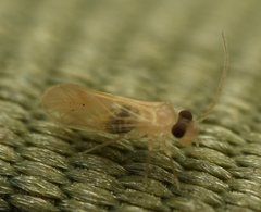 Valenzuela indicator