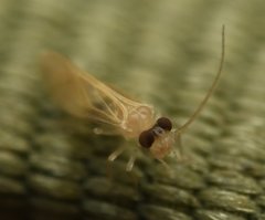 Valenzuela indicator