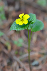 Viola acutifolia