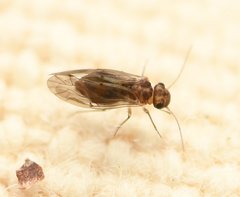 Peripsocus