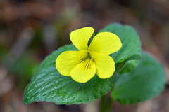 Viola acutifolia