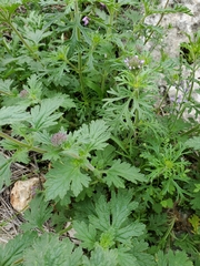 Glandularia tumidula