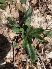 Magnoliopsida