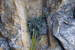 Centella villosa