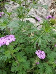 Glandularia tumidula