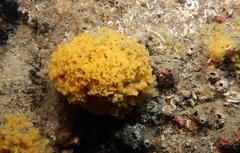 Celtodoryx ciocalyptoides