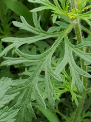 Glandularia tumidula