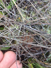 Muehlenbeckia ephedroides