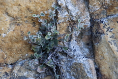 Centella villosa