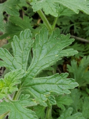 Glandularia tumidula