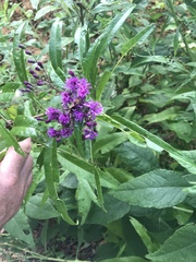 Vernonia flaccidifolia