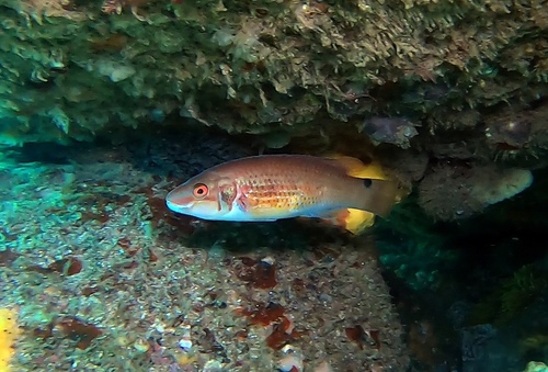 Goldsinny wrasse (Ctenolabrus rupestris) — Labridae — 2