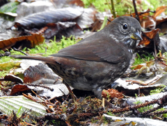 Passerella iliaca unalaschcensis
