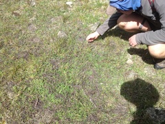 Muehlenbeckia ephedroides