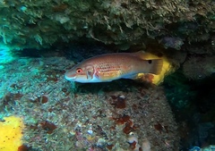 Goldsinny photo 2