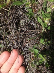 Muehlenbeckia ephedroides