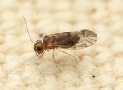 Peripsocus
