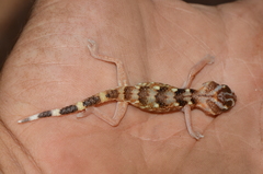 Chondrodactylus angulifer
