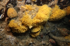 Celtodoryx ciocalyptoides