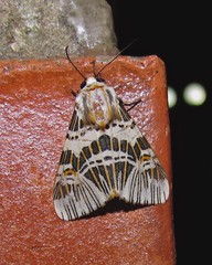 Isia alcumena