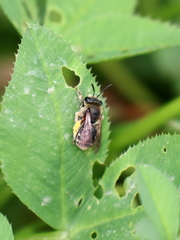 Eucera