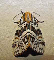 Isia alcumena