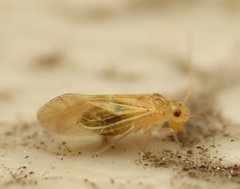 Valenzuela indicator