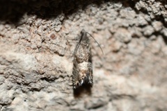 Sereda tautana